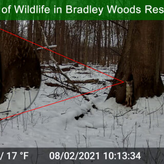 Bradley Woods Coyote 2021