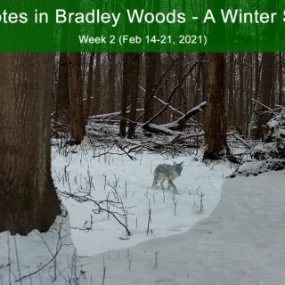 Coyotes in Bradley Woods