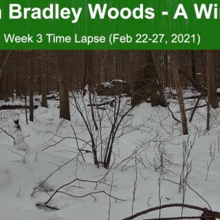 Bradley Woods Coyotes Week 3