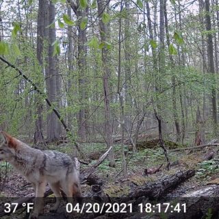 Bradley Woods Coyote